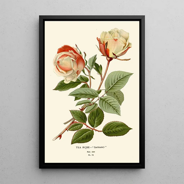 Reproduktion af maleriet Rose Thé Safrano - Edward Step
