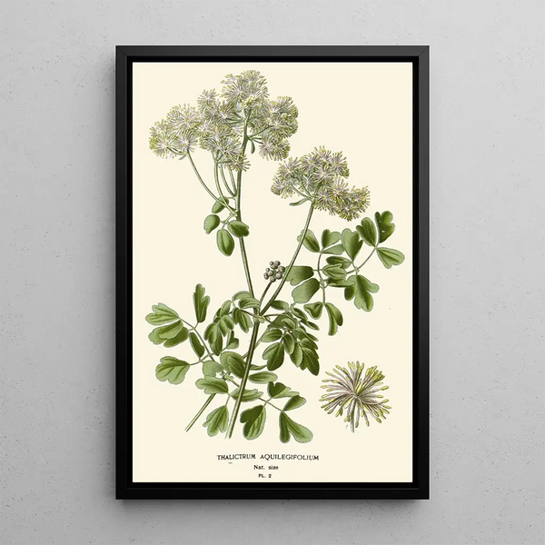 Reproduktion af maleriet Pigamon med Aquilegia-blade - Edward Step