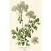Reproduktion af maleriet Pigamon med Aquilegia-blade - Edward Step