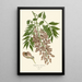 Reproduktion af maleriet Glycine de Chine - Edward Step
