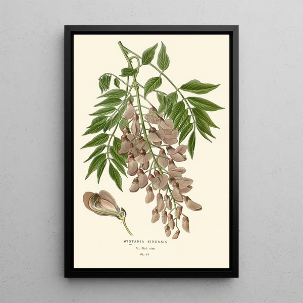 Reproduktion af maleriet Glycine de Chine - Edward Step