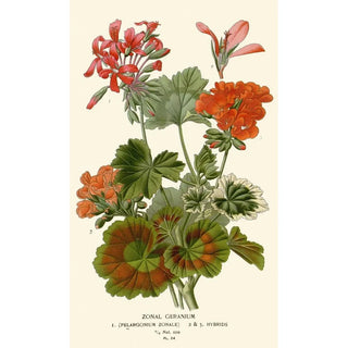 Edward Step - Zonal Geranium.webp