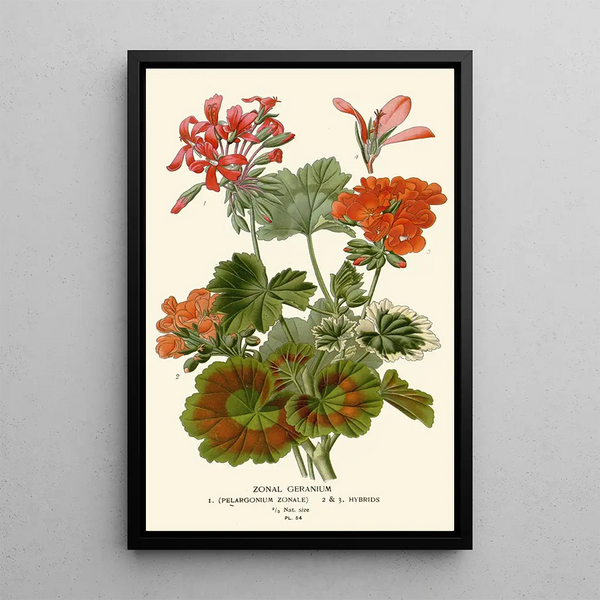 Zonal Geranium Maleri - Edward Step — indrammet kunstværk på væggen