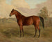 Pic du Kentucky - Edward Troye — visning af kunstværket