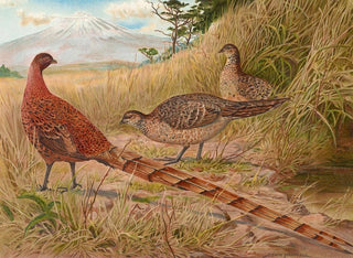 Edwin Megargee - Soemmerrings Copper Pheasant.webp