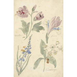 Elias van Nijmegen - Studies van bloemen waaronder een iris.webp