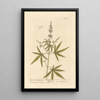 Elizabeth Blackwell - Agnus castus or the chaste tree.webp