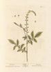 Aigremoine - Elizabeth Blackwell — visning af kunstværket