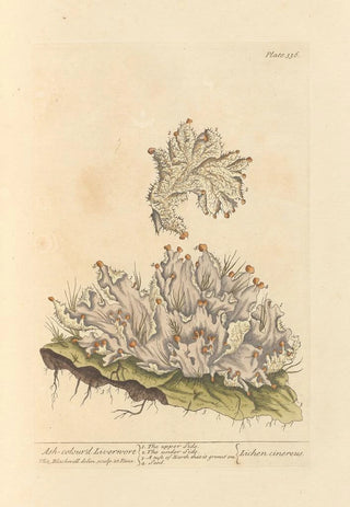 Elizabeth Blackwell - Ashcolourd liverwort.webp