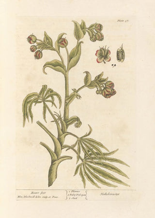 Elizabeth Blackwell - Bears foot.webp