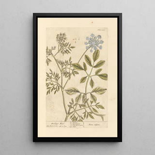 Elizabeth Blackwell - Bishops weed.webp