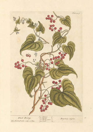 Elizabeth Blackwell - Black briony.webp