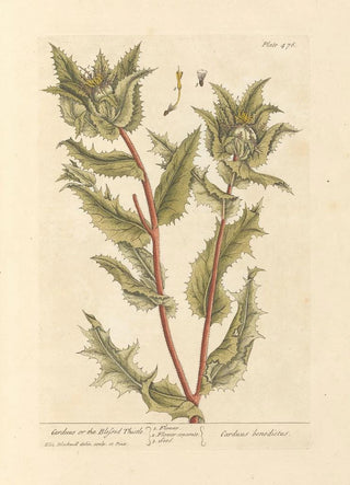 Elizabeth Blackwell - Carduus or the blessed thistle.webp