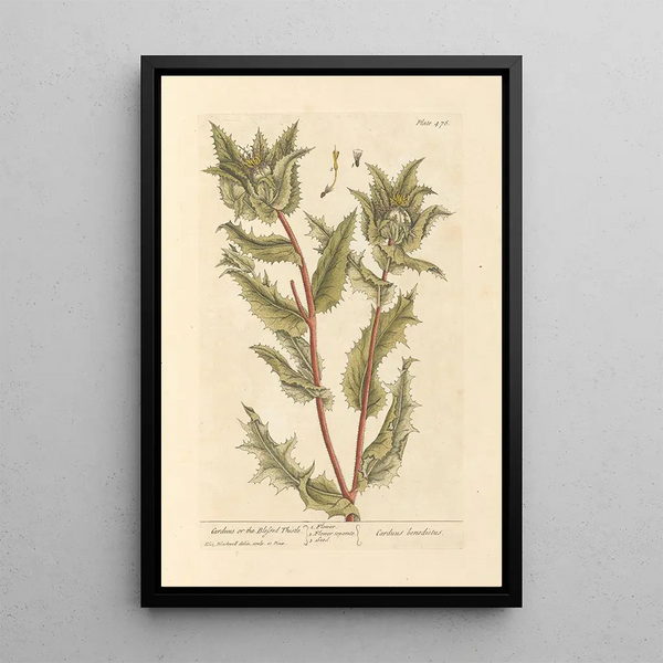 Chardon béni - Elizabeth Blackwell — indrammet kunstværk på væggen