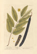 Cassia fistula - Elizabeth Blackwell — visning af kunstværket