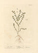 Euphraise - Elizabeth Blackwell — visning af kunstværket