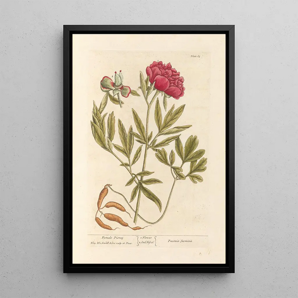 Pivoine Femelle - Elizabeth Blackwell — indrammet kunstværk på væggen