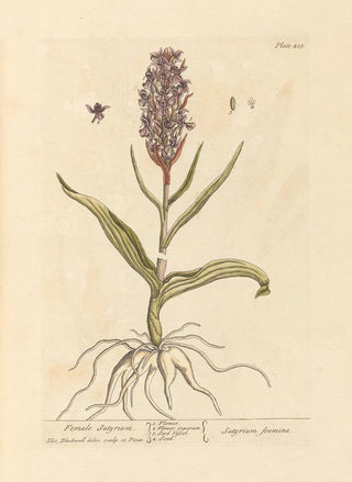 Elizabeth Blackwell - Female satyrium.webp