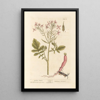 Elizabeth Blackwell - Garden radish.webp