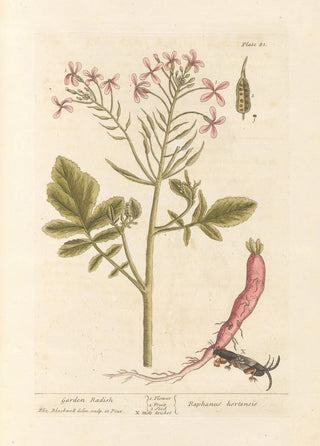 Elizabeth Blackwell - Garden radish.webp