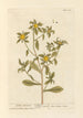 Aster doré - Elizabeth Blackwell — visning af kunstværket