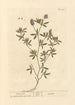 Pied de lièvre - Elizabeth Blackwell — visning af kunstværket