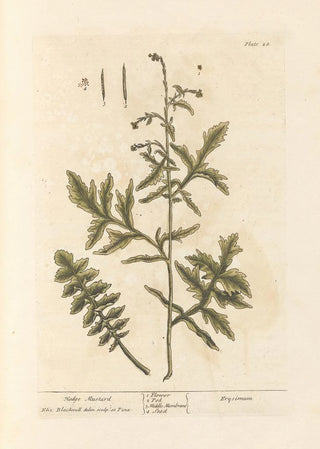 Elizabeth Blackwell - Hedge mustard.webp
