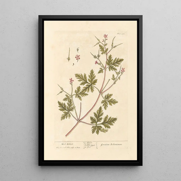 Géranium Herbe-à-Robert - Elizabeth Blackwell — indrammet kunstværk på væggen