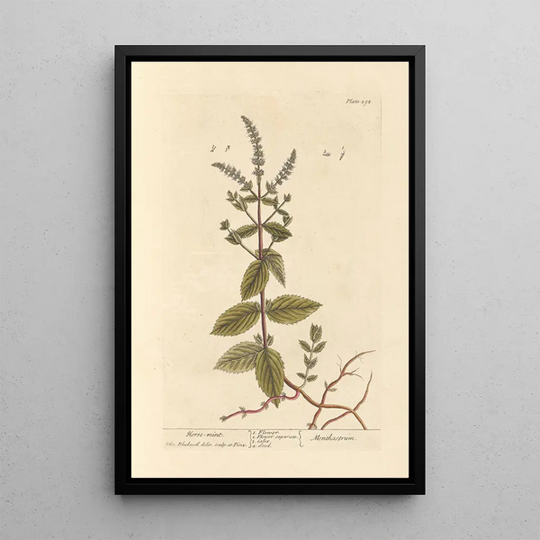 Menthe chevaline - Elizabeth Blackwell — indrammet kunstværk på væggen