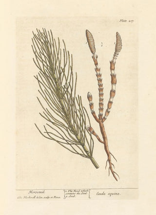 Elizabeth Blackwell - Horsetail.webp