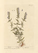 Hysope - Elizabeth Blackwell — visning af kunstværket
