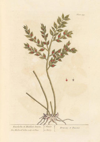 Elizabeth Blackwell - Kneeholm or butchers broom.webp