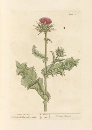 Elizabeth Blackwell - Ladies thistle.webp