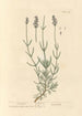 Lavendel - Elizabeth Blackwell — visning af kunstværket