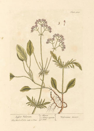 Elizabeth Blackwell - Lesser valerian.webp