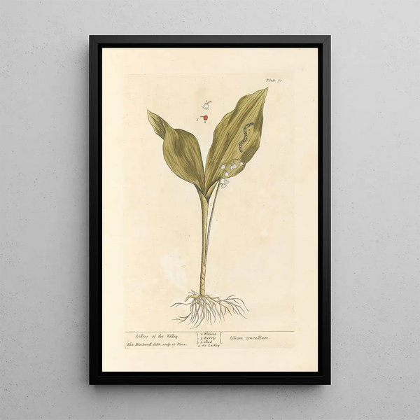 Muguet - Elizabeth Blackwell — indrammet kunstværk på væggen