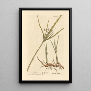 Elizabeth Blackwell - Long cyperus.webp