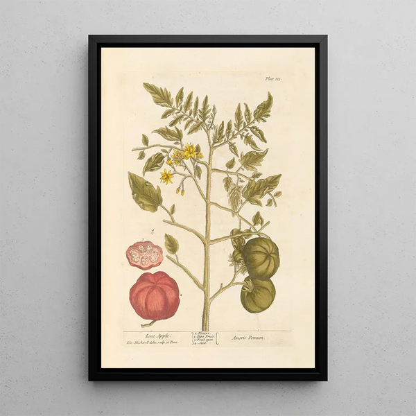 Pomme d'amour - Elizabeth Blackwell — indrammet kunstværk på væggen