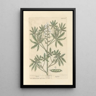 Elizabeth Blackwell - Lupin.webp