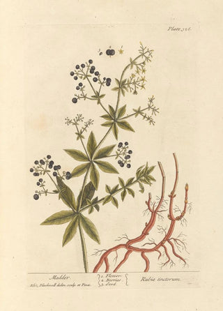 Elizabeth Blackwell - Madder.webp
