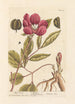 Pivoine mand - Elizabeth Blackwell — visning af kunstværket