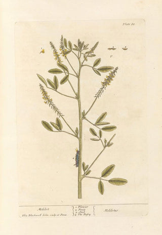 Elizabeth Blackwell - Melilot.webp