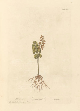 Elizabeth Blackwell - Moonwort.webp