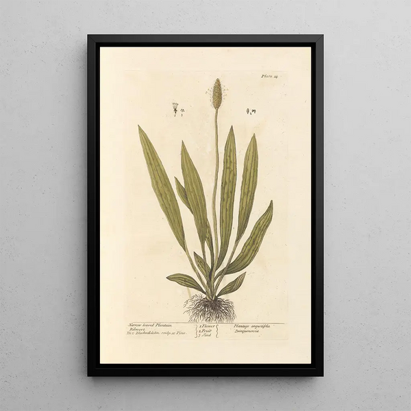 Plantain à feuilles étroites - Elizabeth Blackwell — indrammet kunstværk på væggen