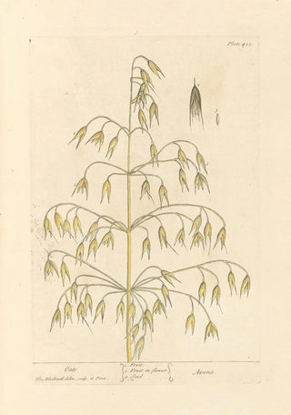 Elizabeth Blackwell - Oats.webp