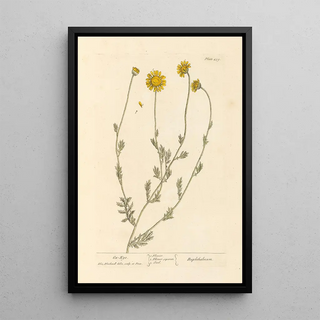 Elizabeth Blackwell - Oxeye.webp