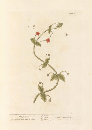 Elizabeth Blackwell - Pimpernell.webp