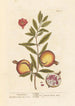 Grenades - Elizabeth Blackwell — visning af kunstværket