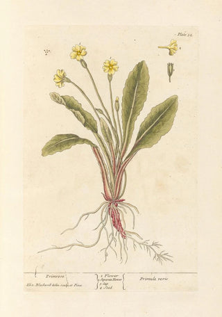 Elizabeth Blackwell - Primrose.webp