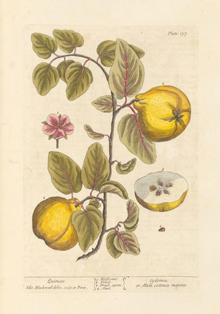 Elizabeth Blackwell - Quinces.webp